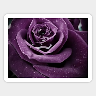 Purple Rose I Magnet